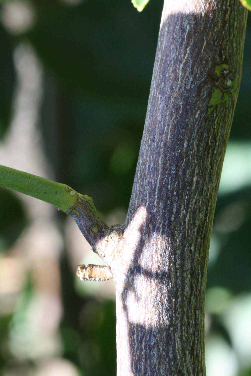              Second - third year twig (Riverside, CA)       